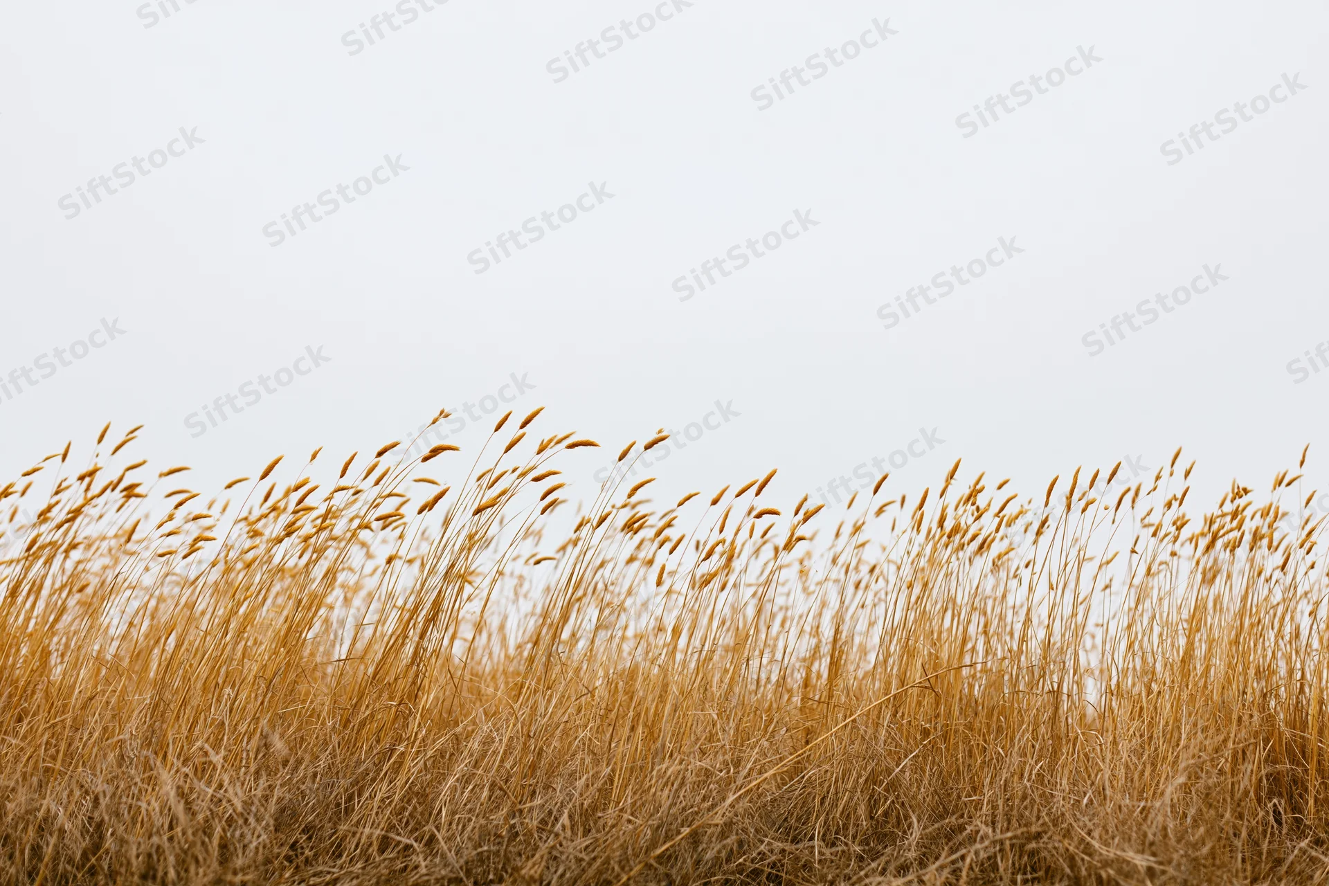 Dry golden wild grass with tall seed heads swaying in a field under an overcast sky