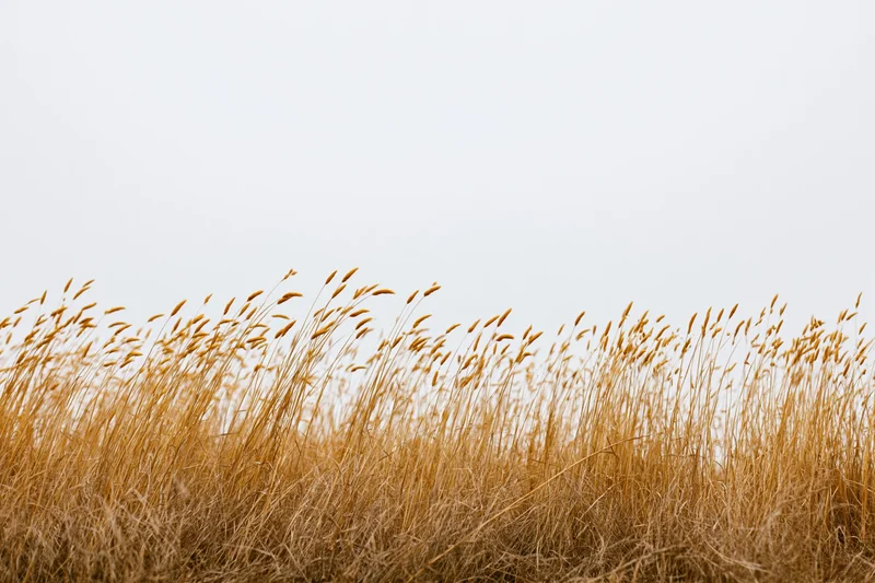 Dry golden wild grass with tall seed heads swaying in a field under an overcast sky
