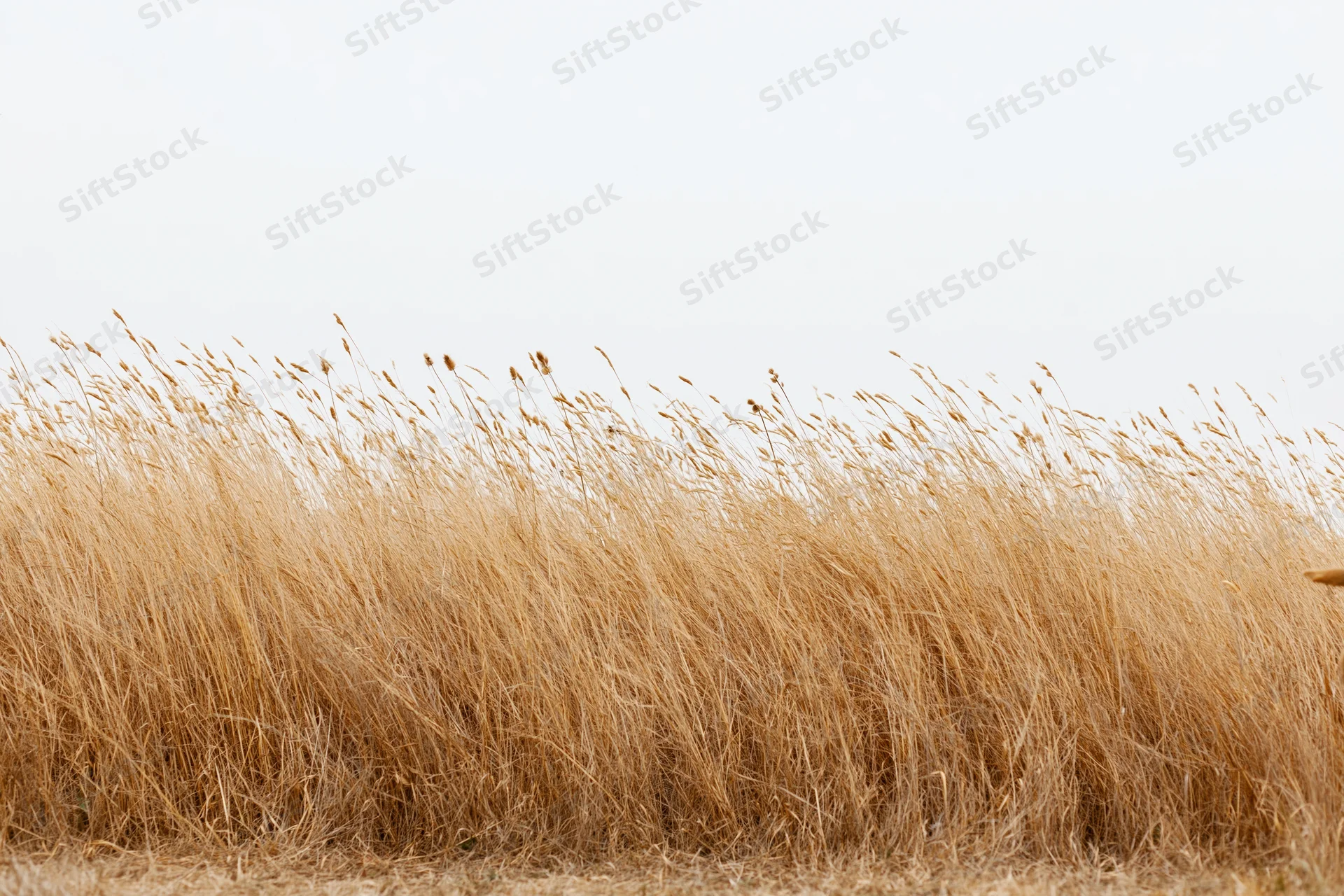 Dry golden wild grass with tall seed heads swaying in a field under an overcast sky