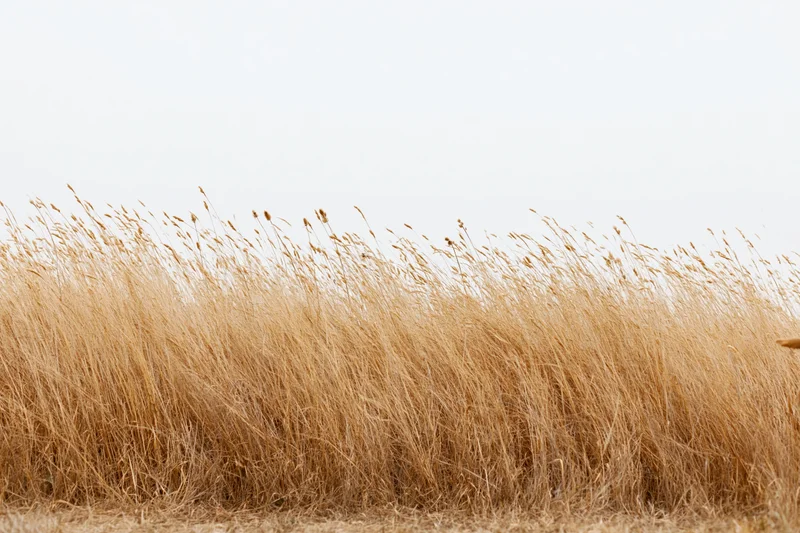 Dry golden wild grass with tall seed heads swaying in a field under an overcast sky