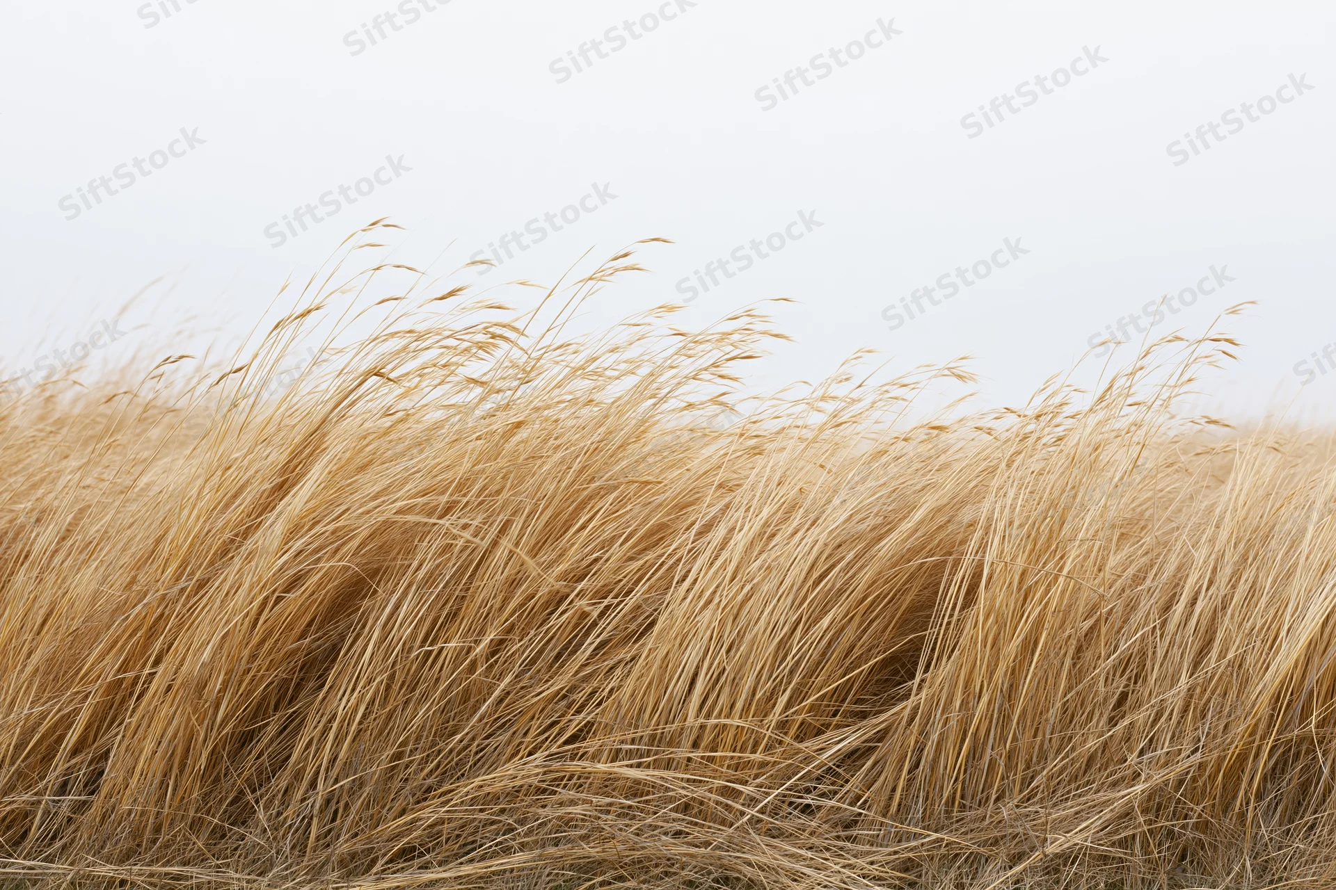 Dry golden wild grass with tall seed heads swaying in the wind across an open field