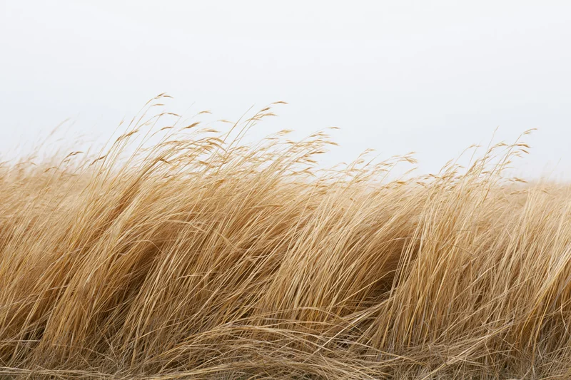 Dry golden wild grass with tall seed heads swaying in the wind across an open field