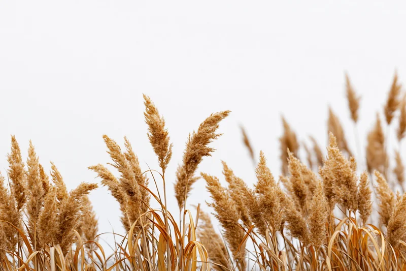 Dry golden reed plumes and grass seedheads clustered in a field against a pale sky