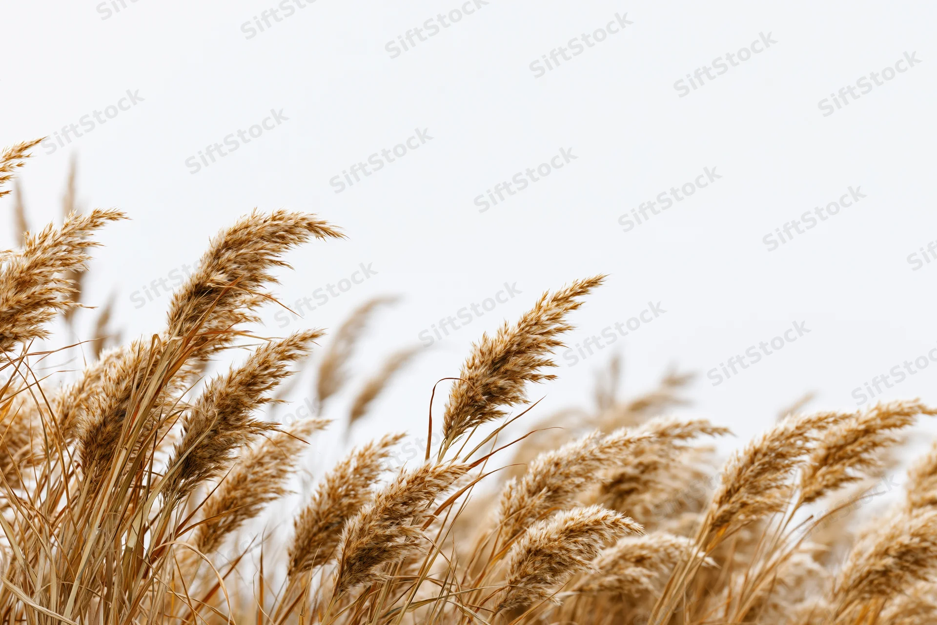 Dry golden wild grass seed heads and reed plumes clustered against a bright sky