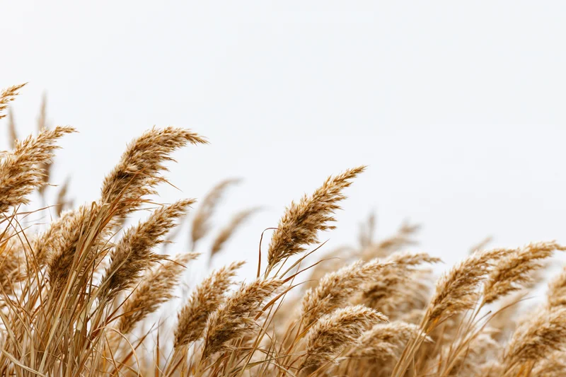 Dry golden wild grass seed heads and reed plumes clustered against a bright sky