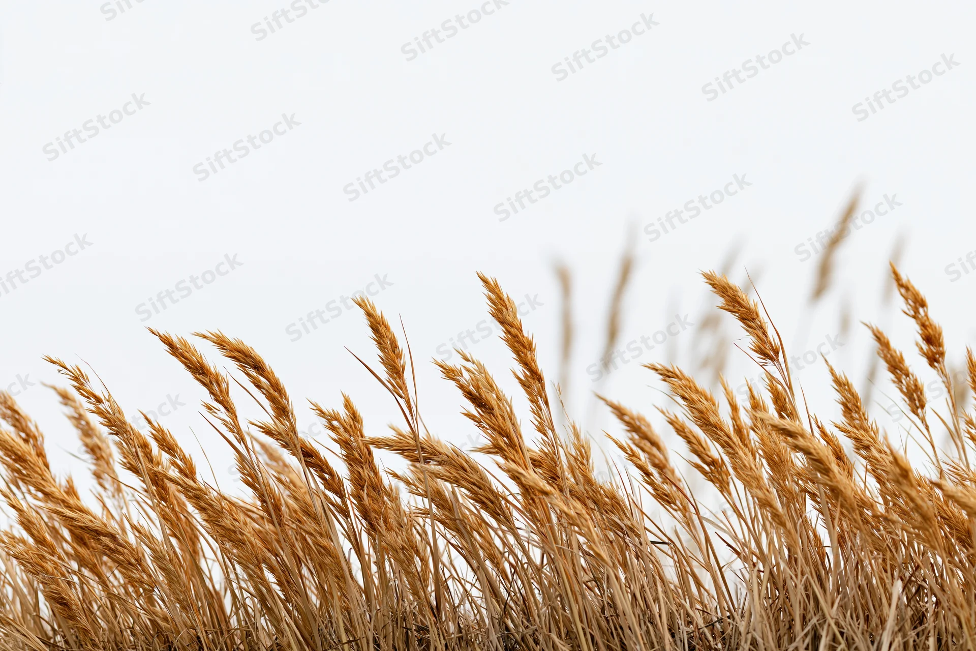 Dry golden wild grass seed heads clustered against a pale sky
