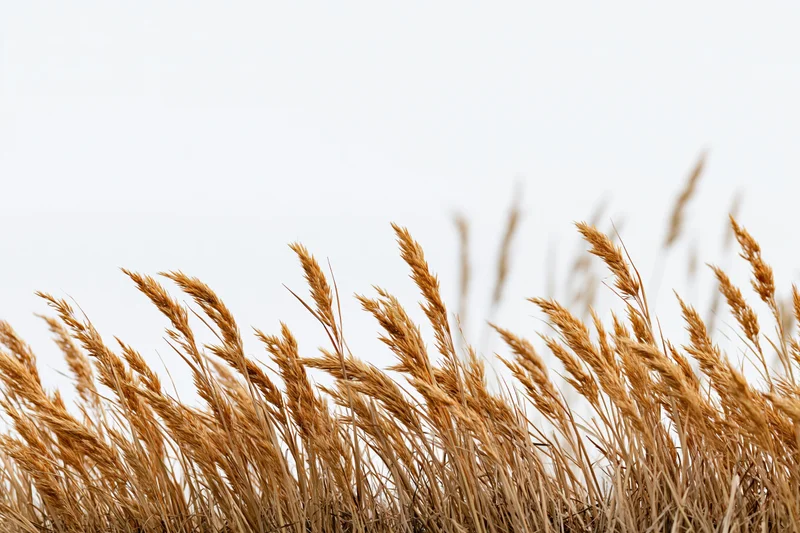 Dry golden wild grass seed heads clustered against a pale sky