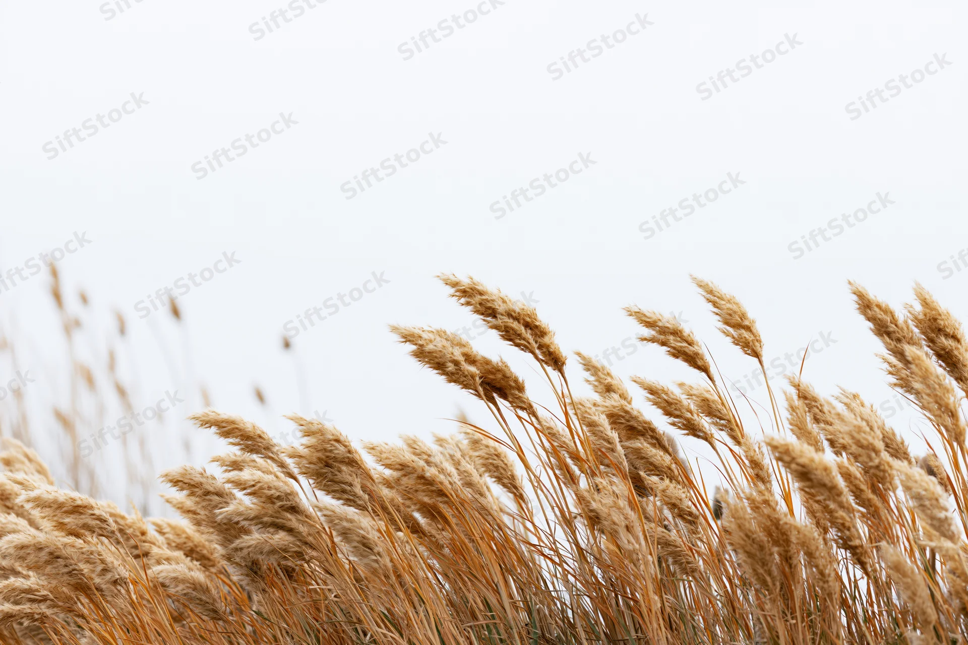 Dry golden wild grass seed heads and reed plumes clustered in a field against a pale sky