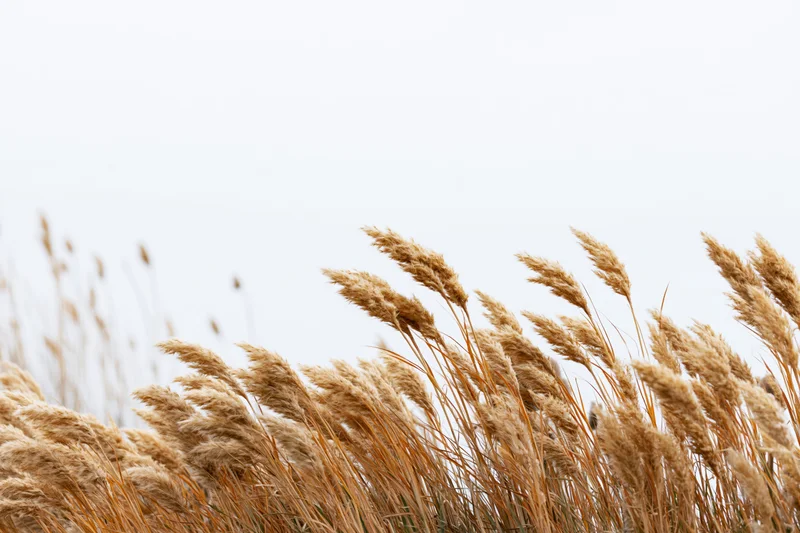 Dry golden wild grass seed heads and reed plumes clustered in a field against a pale sky