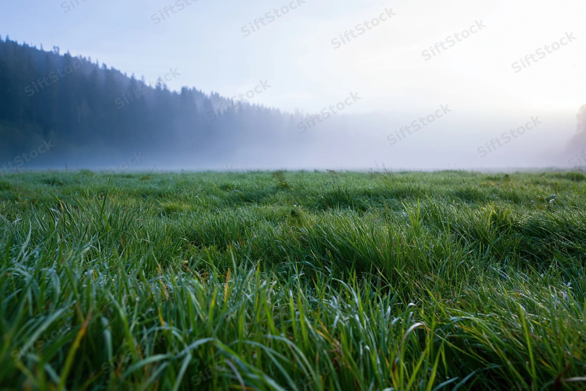 Fog rolling over a green meadow at dawn with forested hills in the background
