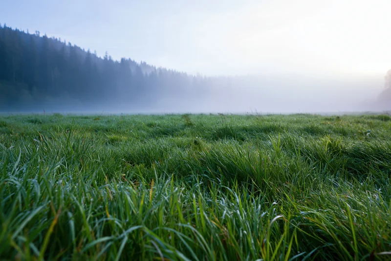 Fog rolling over a green meadow at dawn with forested hills in the background