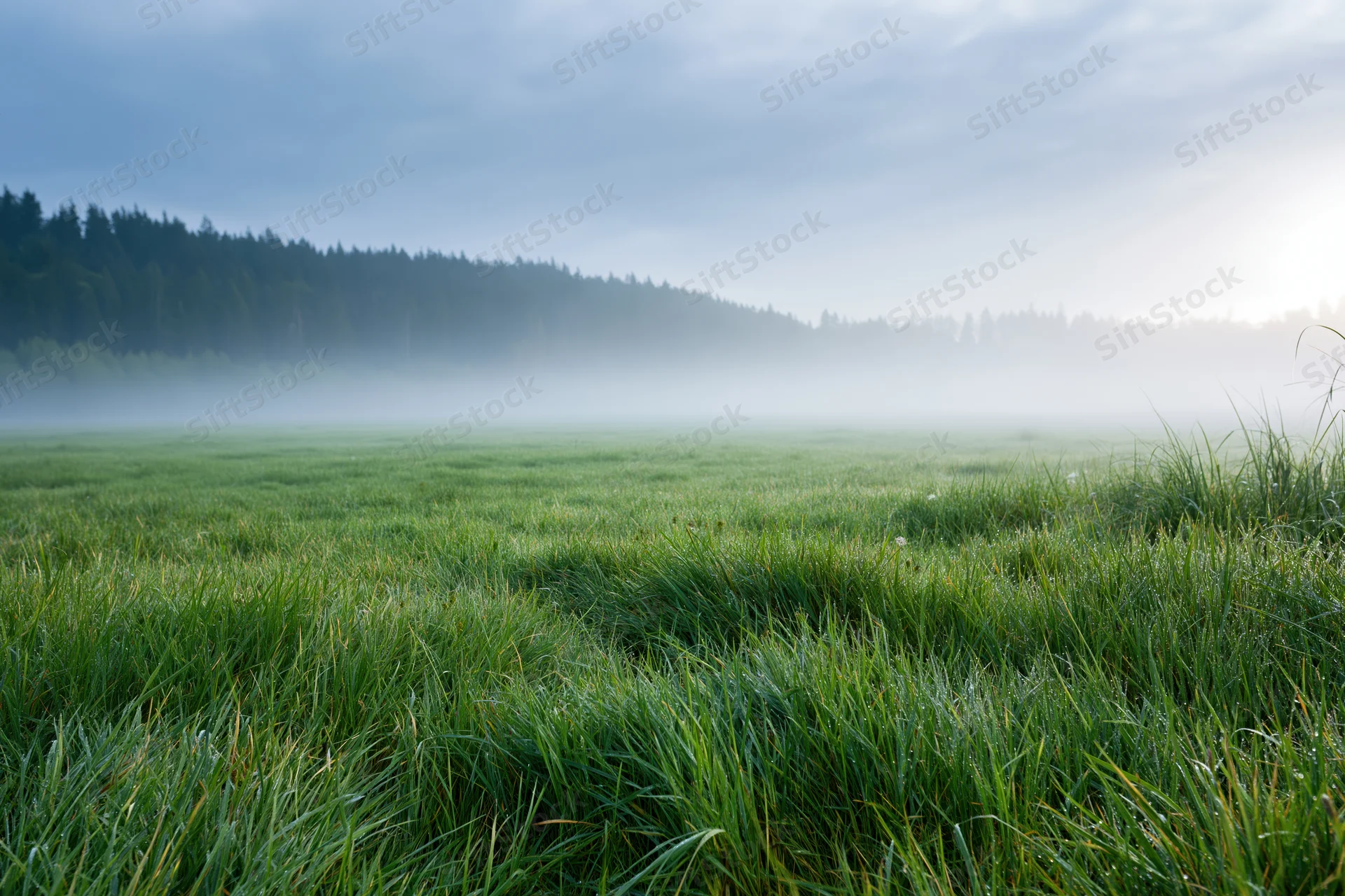 Fog rolling over a green meadow at dawn with forest in the distance