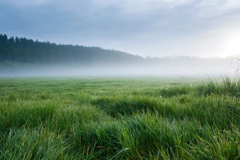 Fog rolling over a green meadow at dawn with forest in the distance