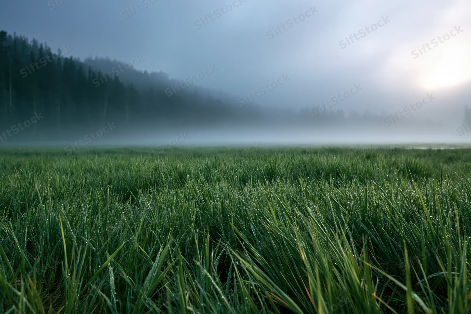 Fog rolling over a green meadow at dawn with forest in the distance