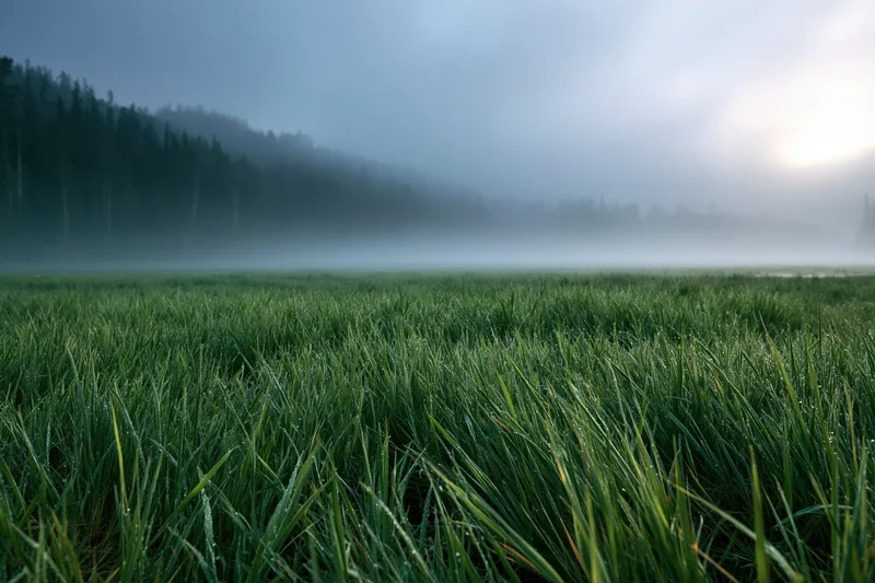 Fog rolling over a green meadow at dawn with forest in the distance