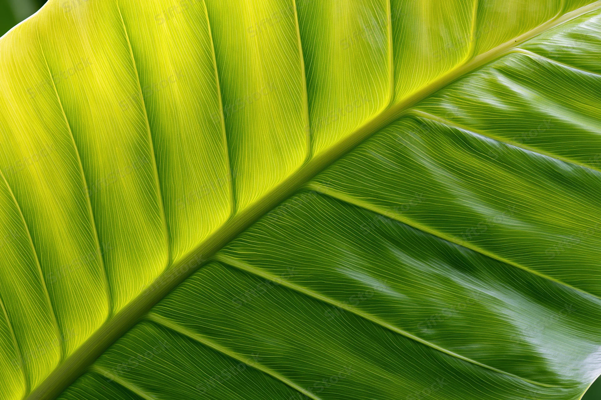 Extreme closeup of a large tropical leaf filling the frame with visible veins and vibrant green texture