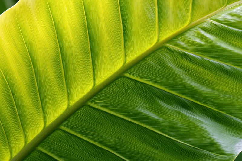 Extreme closeup of a large tropical leaf filling the frame with visible veins and vibrant green texture
