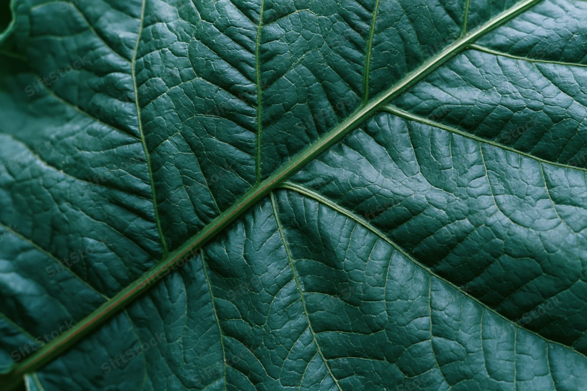 Extreme close-up of a dark green leaf showing detailed veins and texture