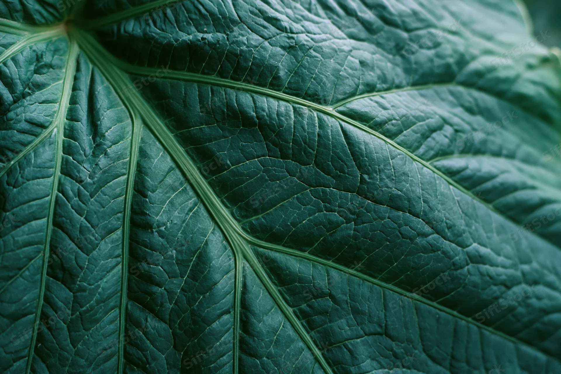 Extreme closeup of a large dark green leaf showing intricate vein patterns and textured surface