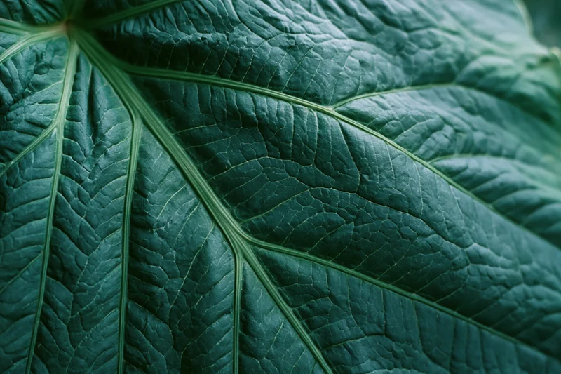 Extreme closeup of a large dark green leaf showing intricate vein patterns and textured surface