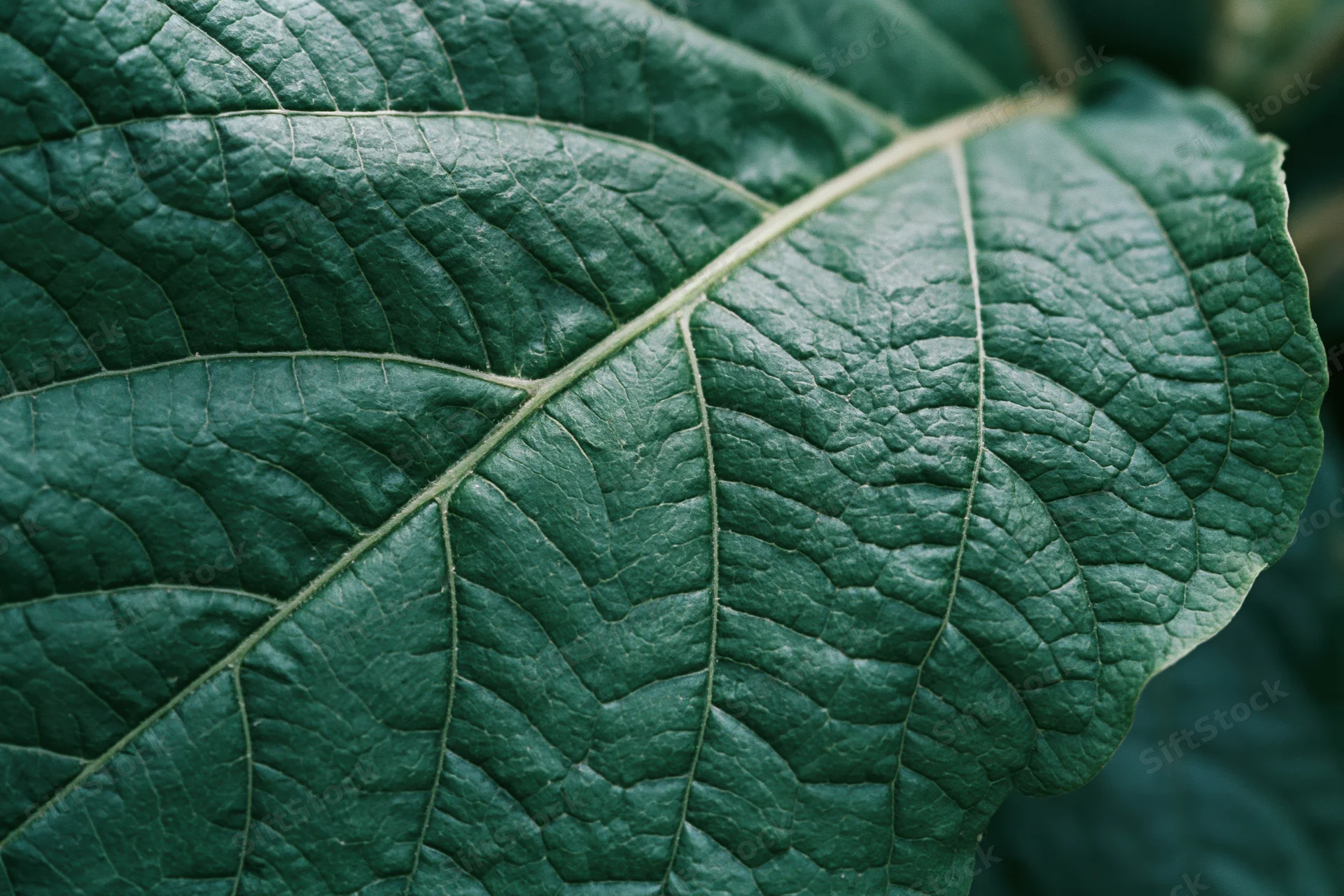 Dark green leaf with visible veins and textured surface in extreme closeup macro view