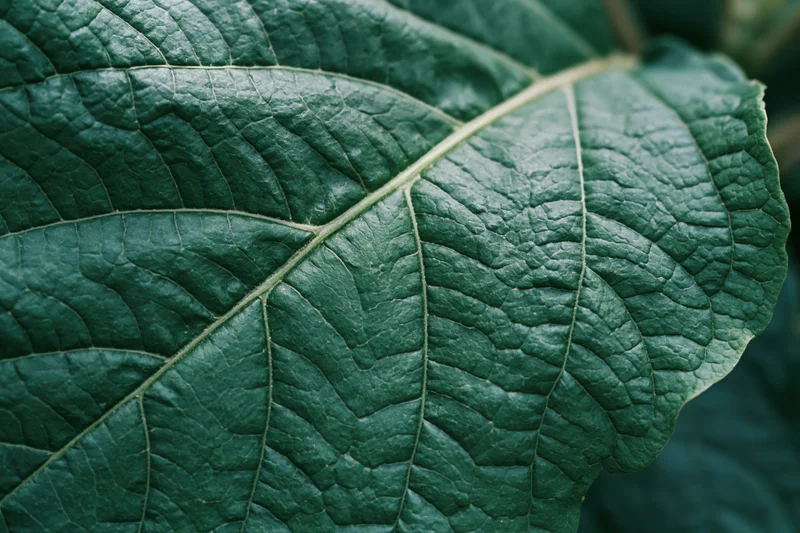 Dark green leaf with visible veins and textured surface in extreme closeup macro view