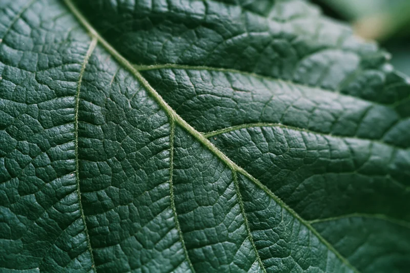 Extreme close-up of a dark green leaf showing detailed veins and textured surface
