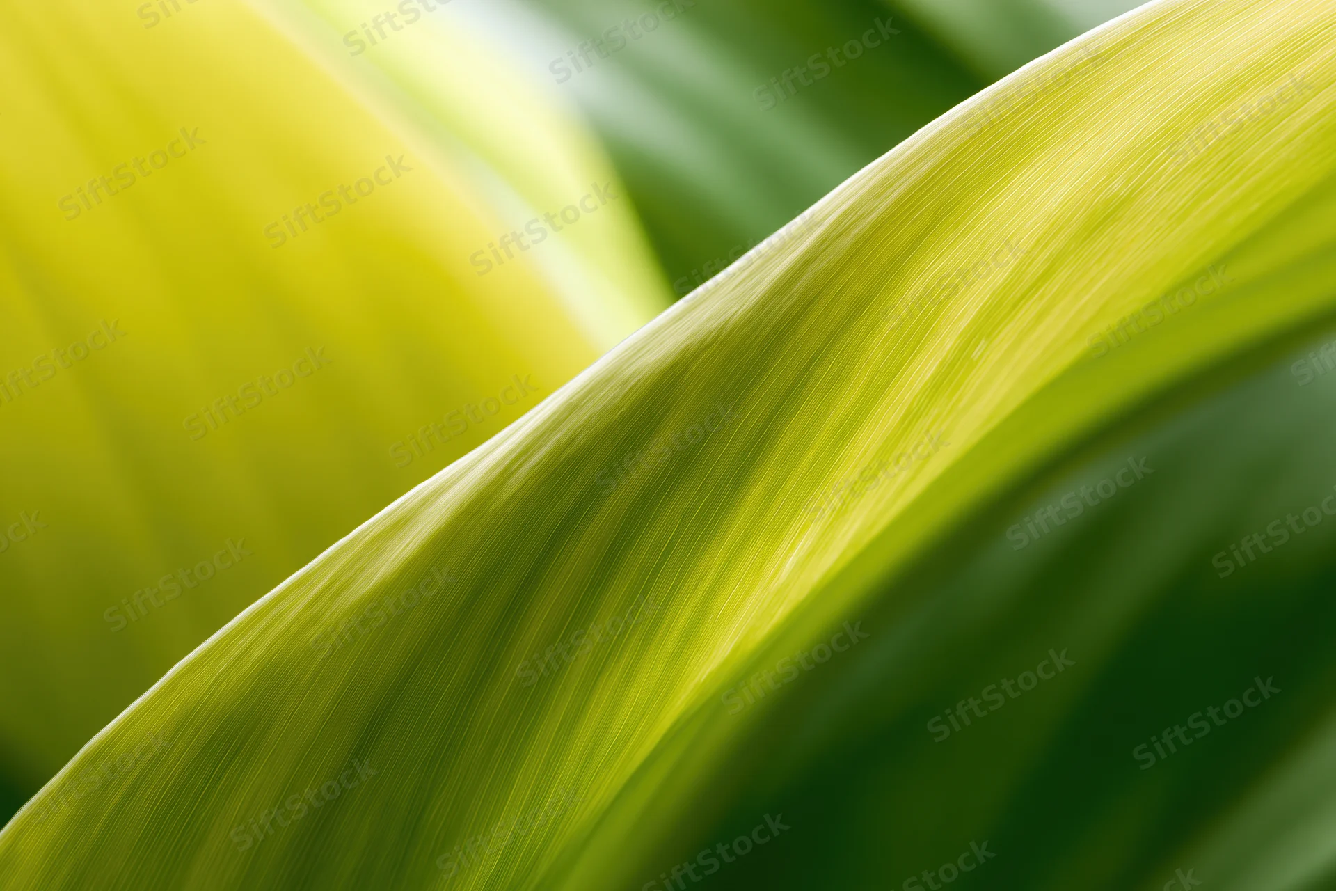 Overlapping tropical plant leaves in extreme closeup with soft focus and natural light