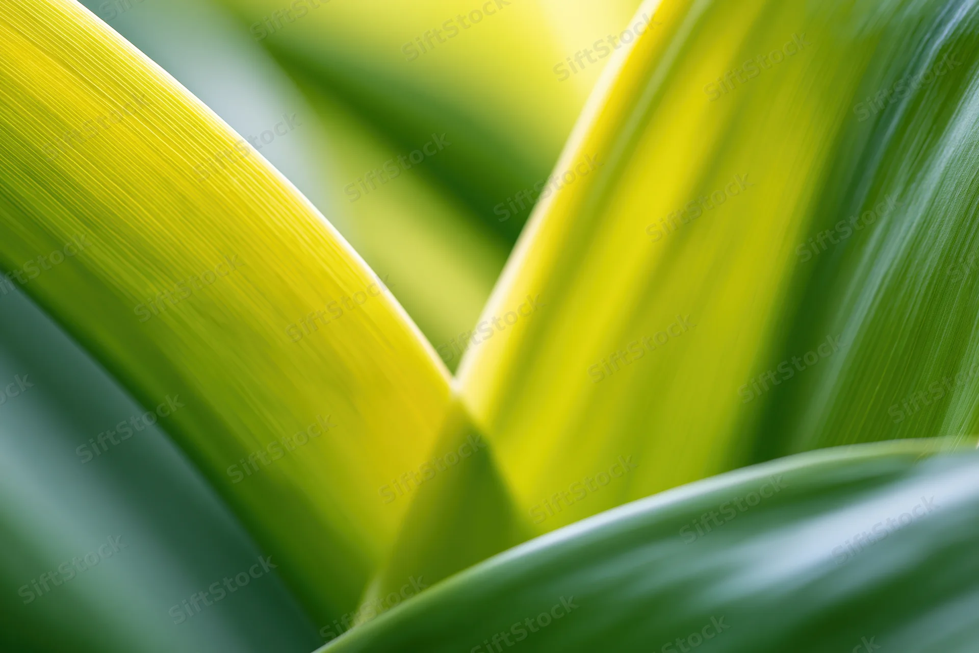 Overlapping tropical plant leaves in extreme closeup with soft focus and natural lighting