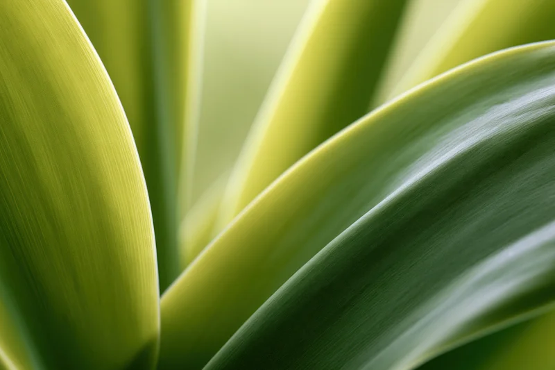 Overlapping tropical plant leaves in extreme closeup with soft focus and natural lighting