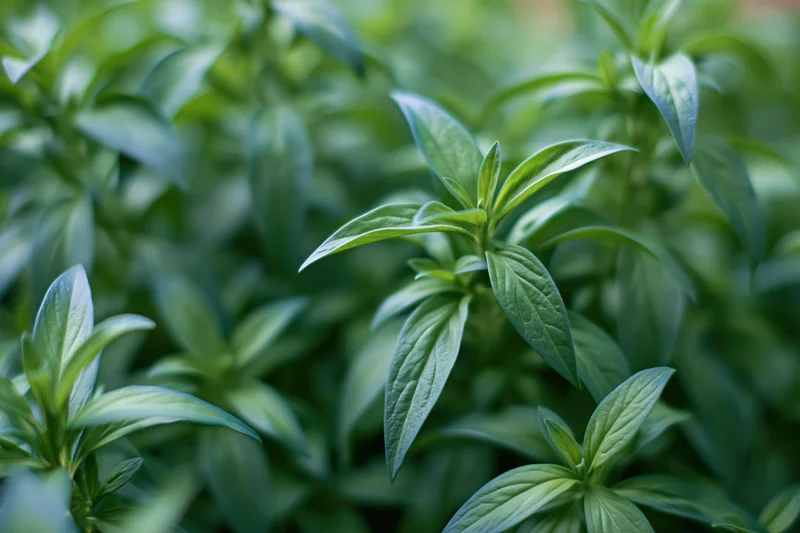 Lush green foliage in shallow focus with soft bokeh background