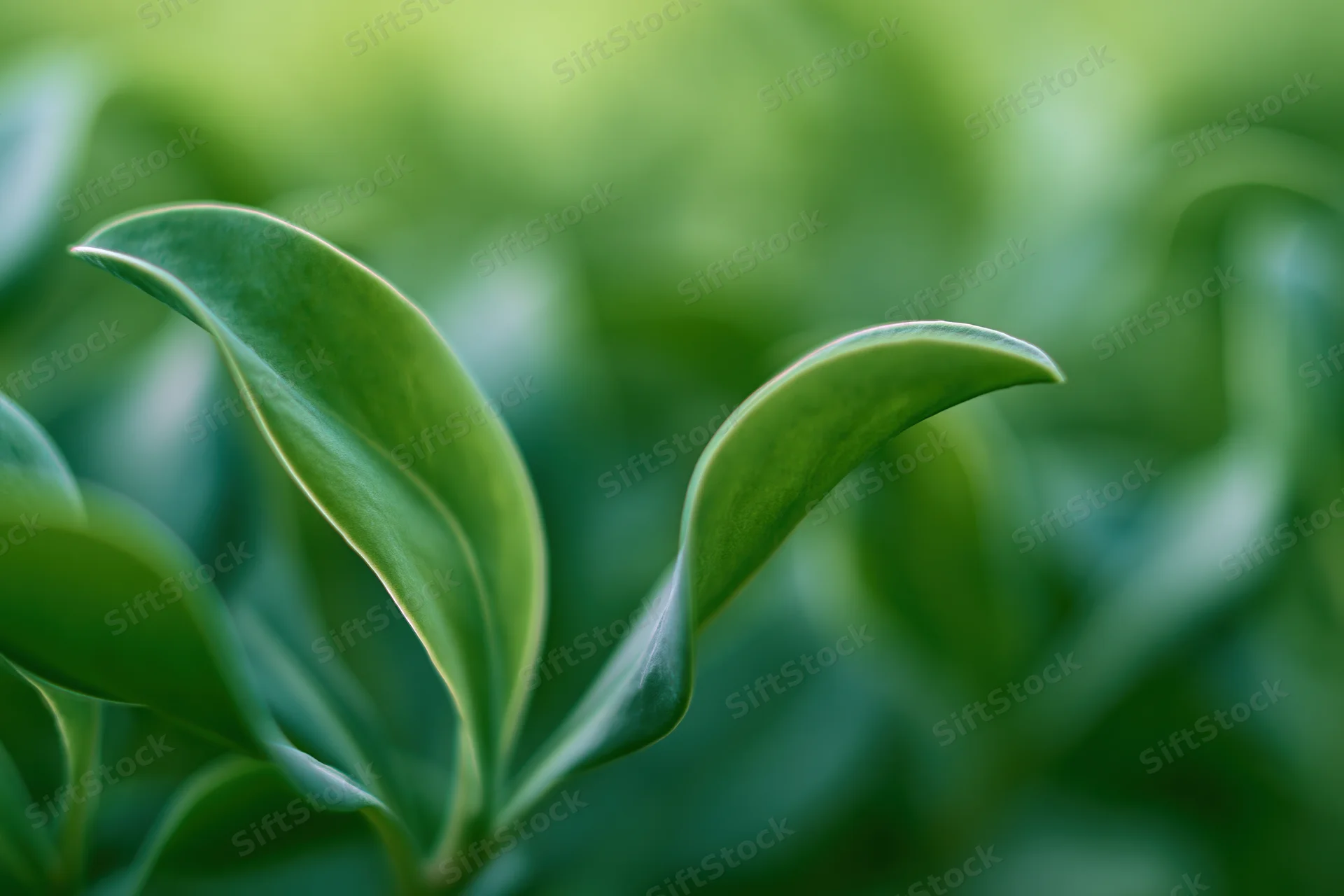 Closeup of green leaves with soft focus and blurred background