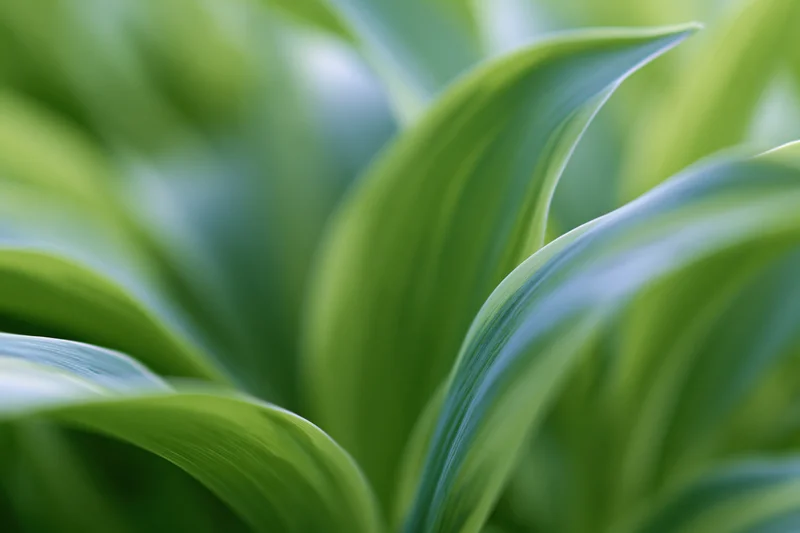 Lush green foliage in extreme closeup with shallow depth of field
