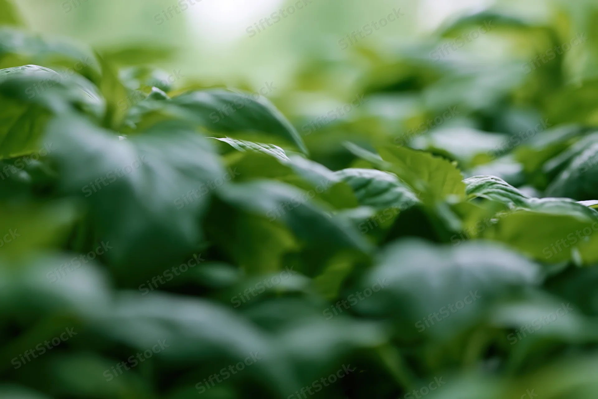 Dense green foliage with soft focus and blurred background