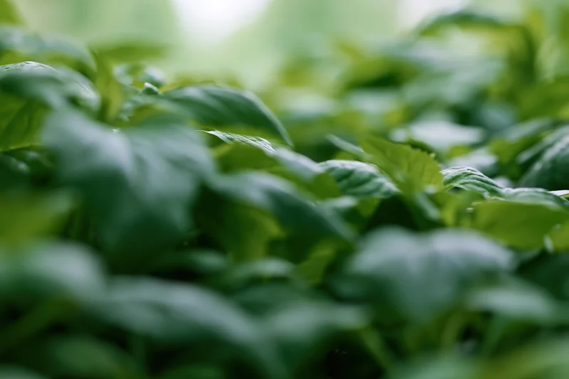 Dense green foliage with soft focus and blurred background