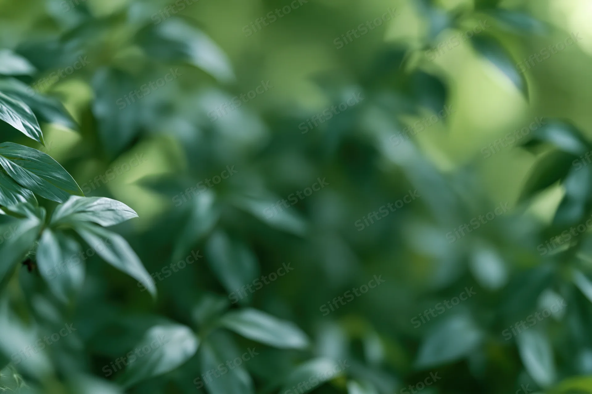 Dense green foliage in soft focus with blurred background and natural light