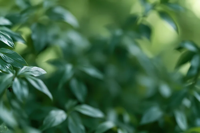 Dense green foliage in soft focus with blurred background and natural light