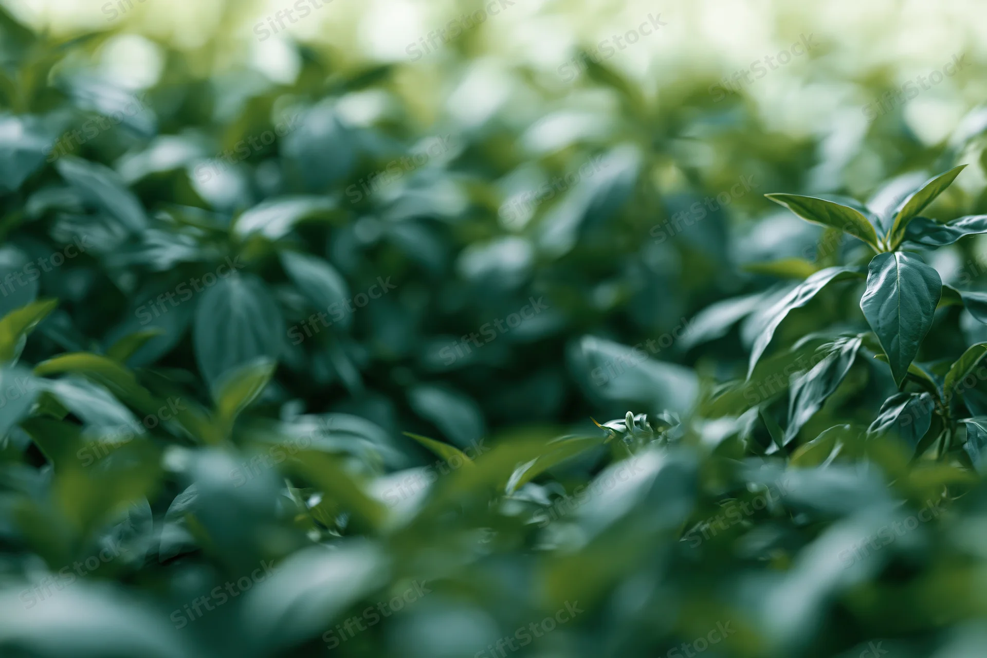 Dense green foliage in soft focus with blurred background and natural light