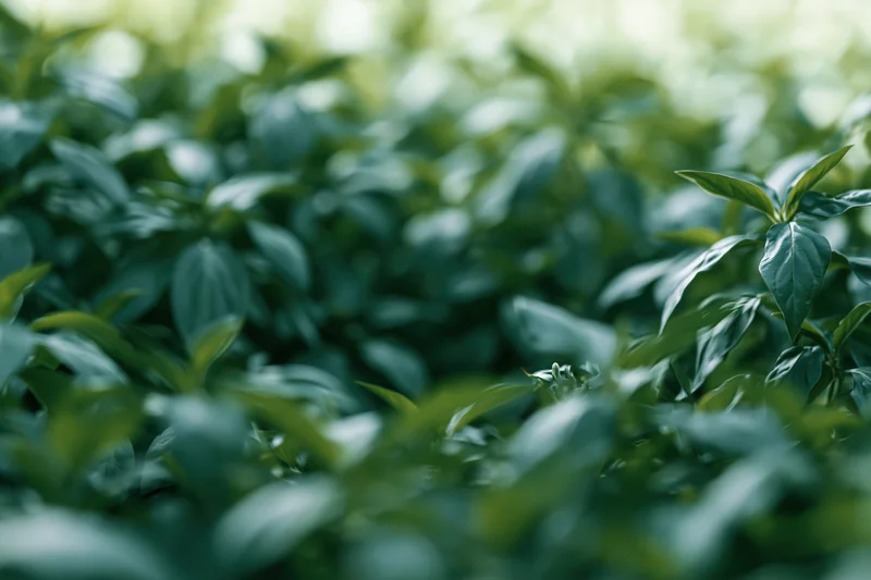 Dense green foliage in soft focus with blurred background and natural light