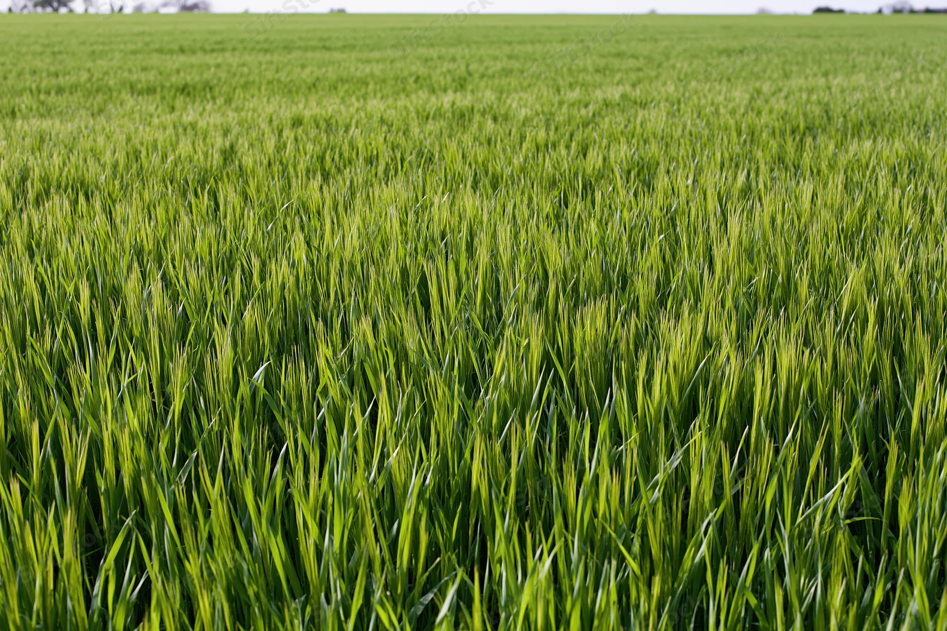 Dense young green wheat growing in a flat agricultural field