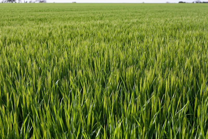 Dense young green wheat growing in a flat agricultural field