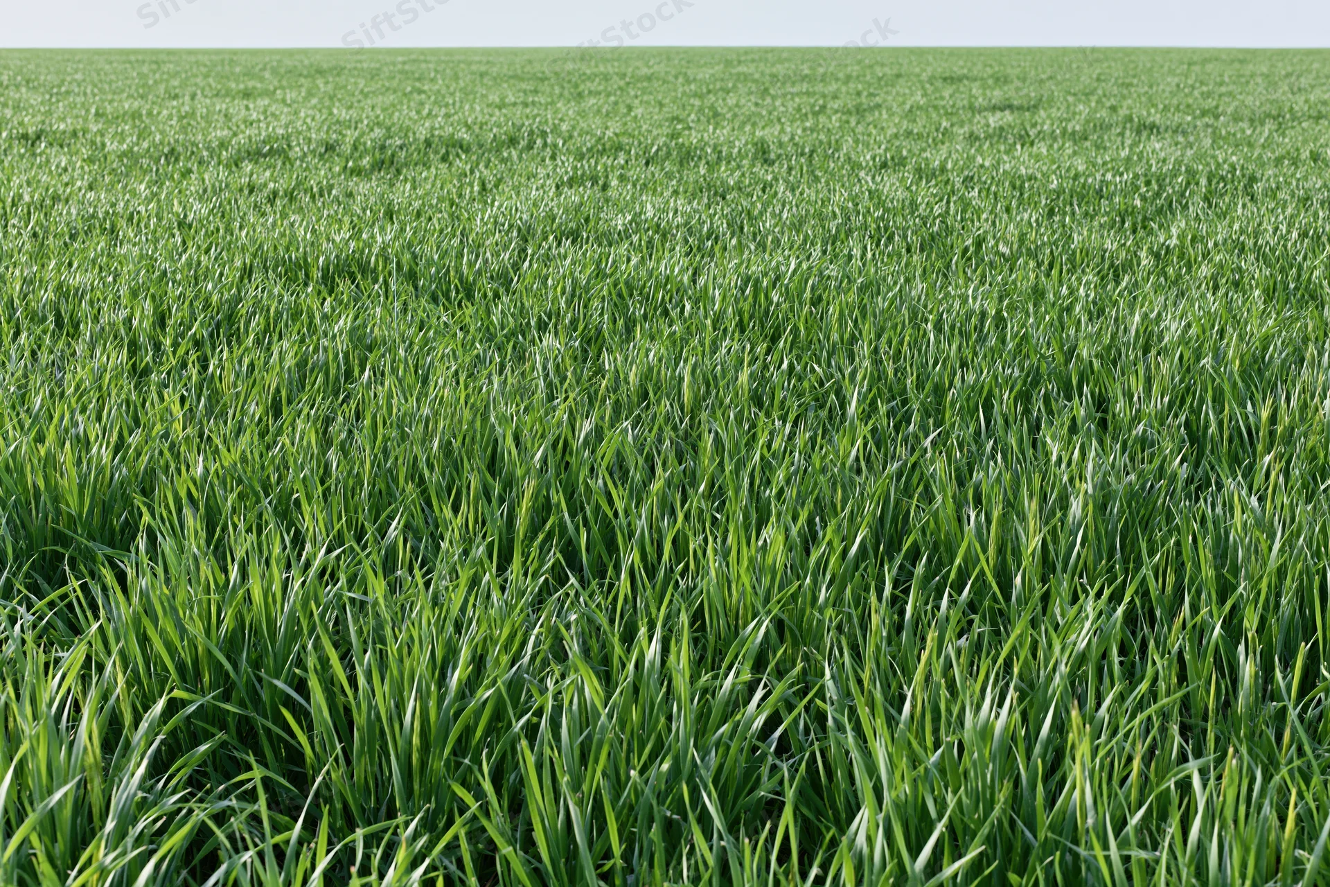Dense young green wheat growing in a flat agricultural field