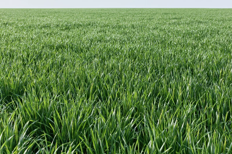 Dense young green wheat growing in a flat agricultural field