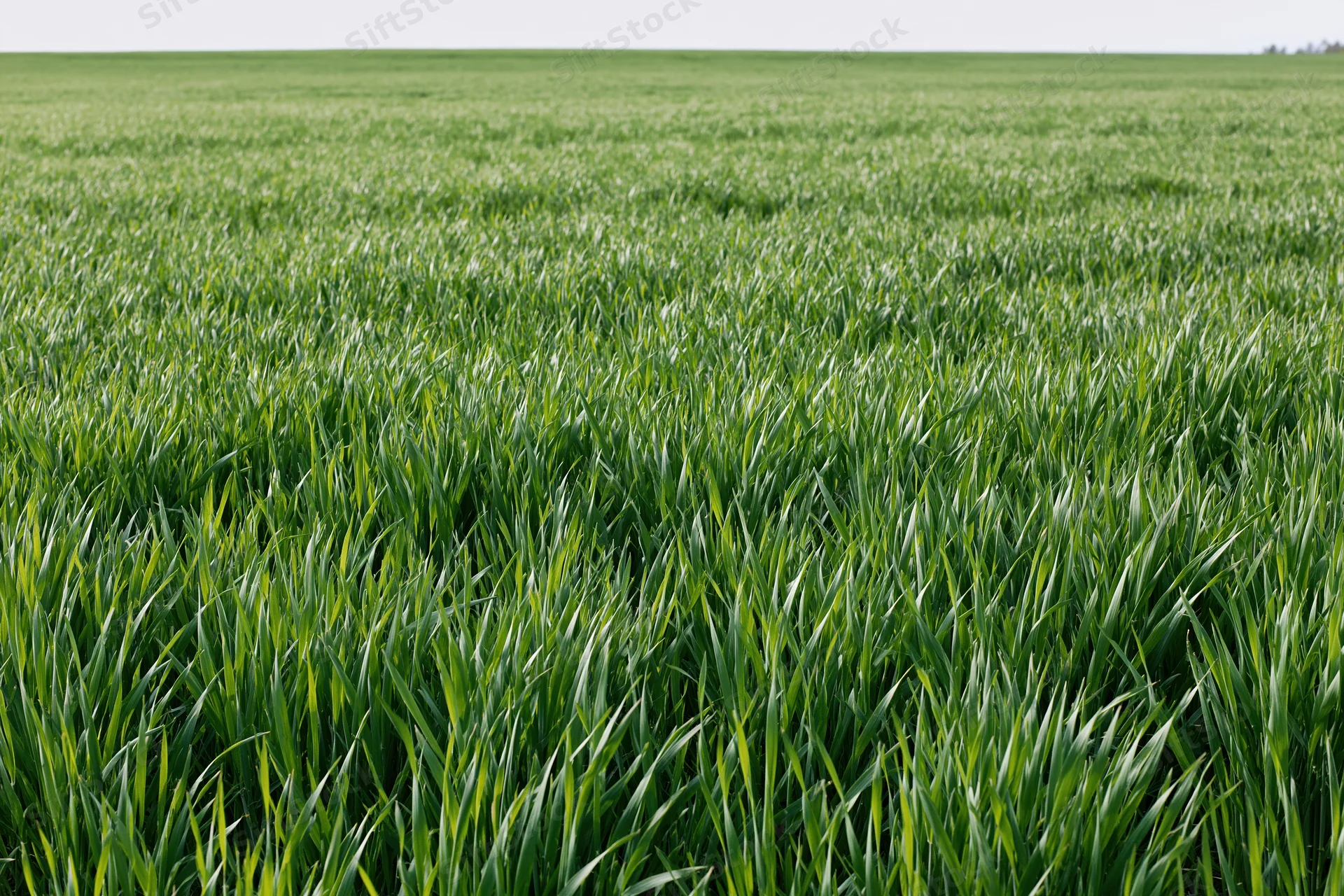 Dense young green wheat growing in a flat agricultural field under an open sky