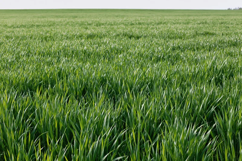 Dense young green wheat growing in a flat agricultural field under an open sky