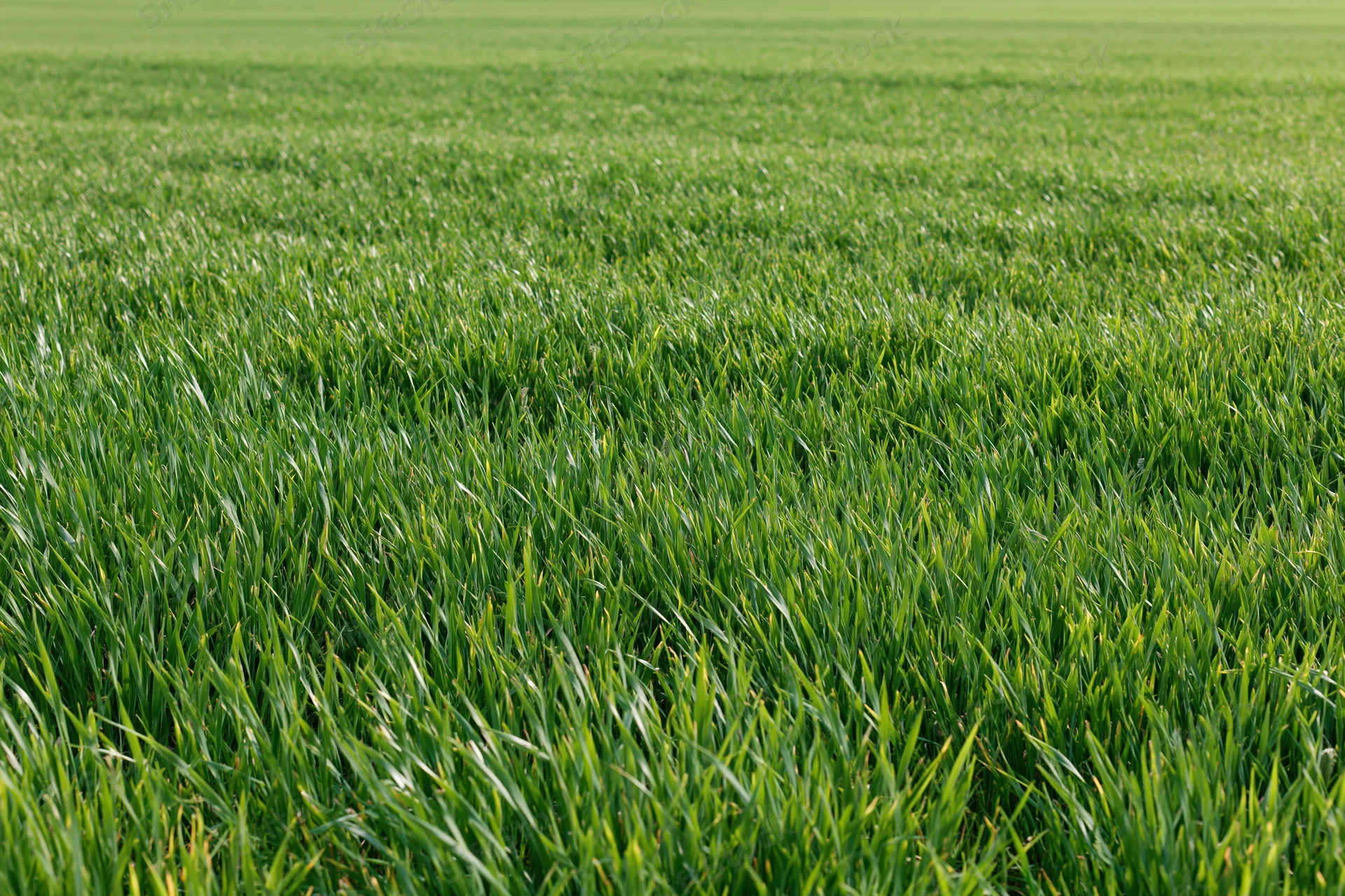 Dense young green wheat growing in a flat agricultural field