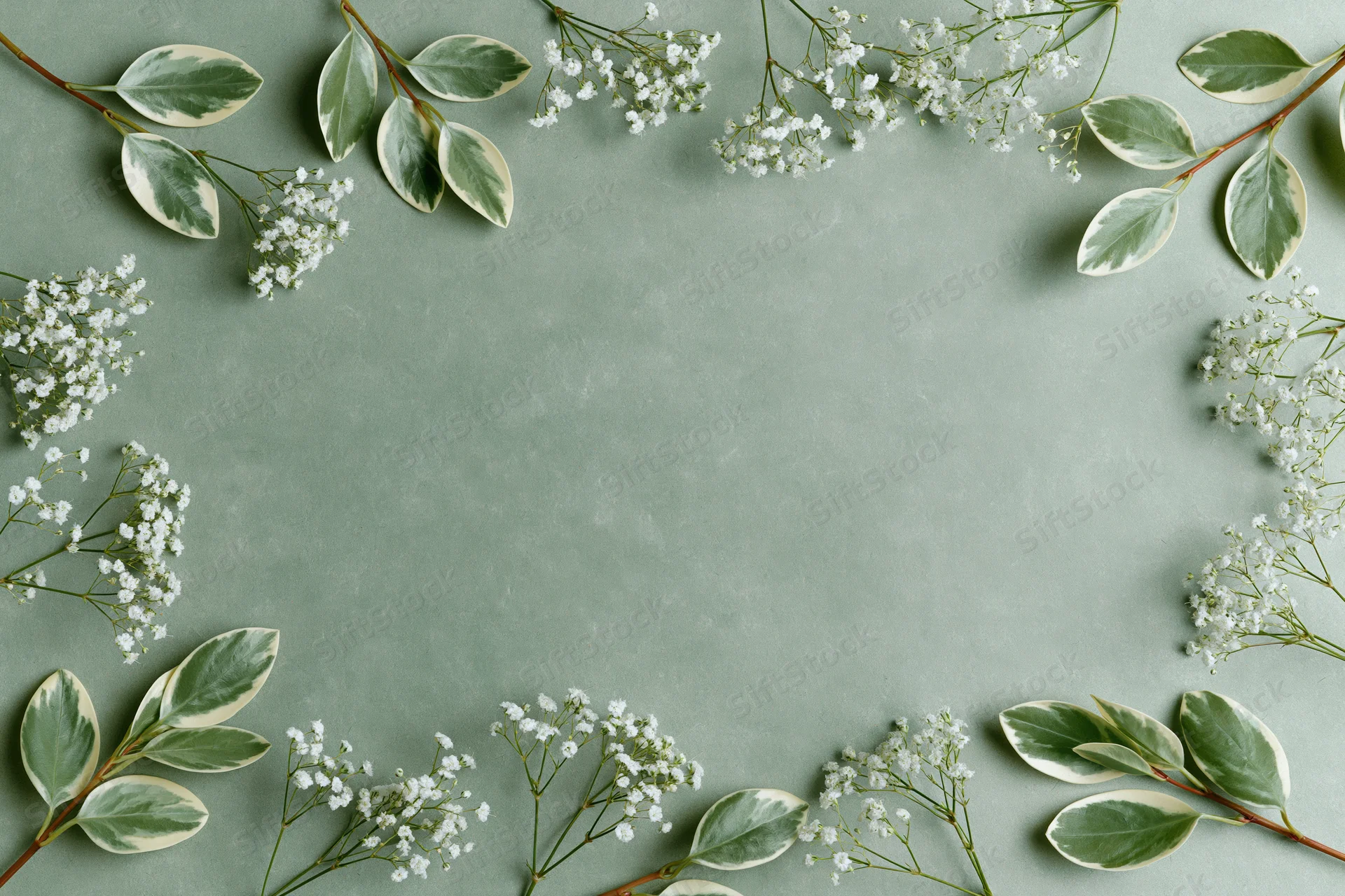 Flat lay of gypsophila sprigs and variegated leaves arranged in a frame on a muted green surface with copyspace