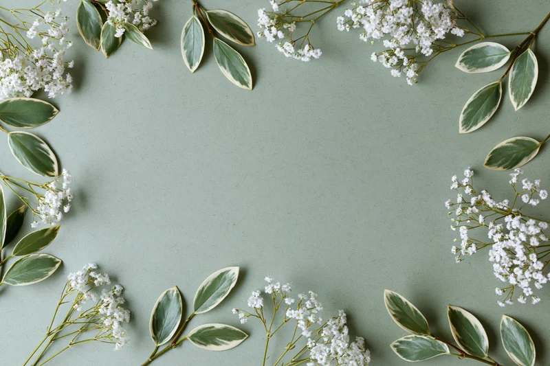 Gypsophila sprigs and variegated leaves arranged in a flat lay border on a mint green background with copyspace