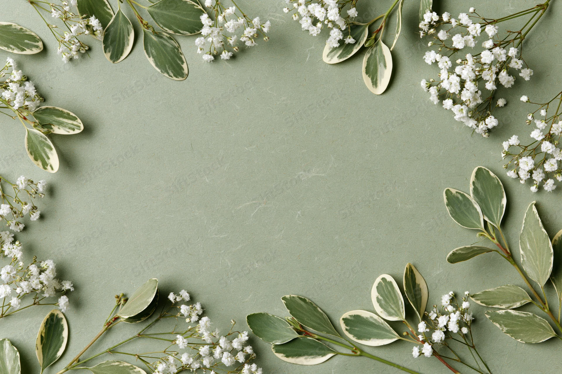 Flat lay of gypsophila sprigs and variegated leaves arranged in a frame on a green surface