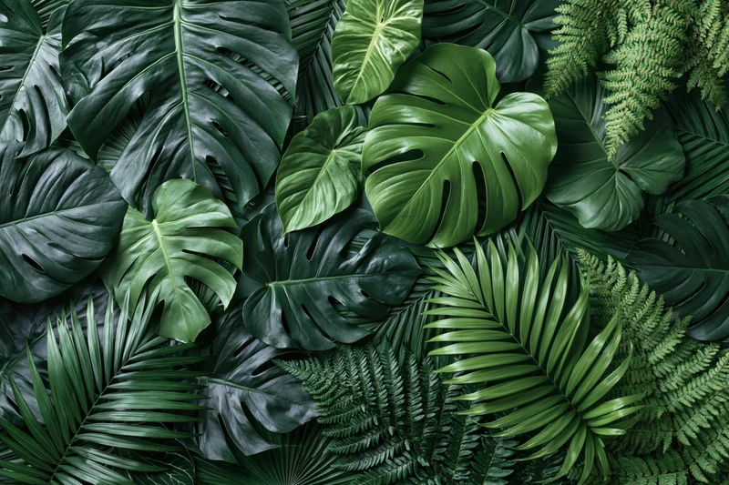 Tropical leaves arranged in a dense flat lay composition